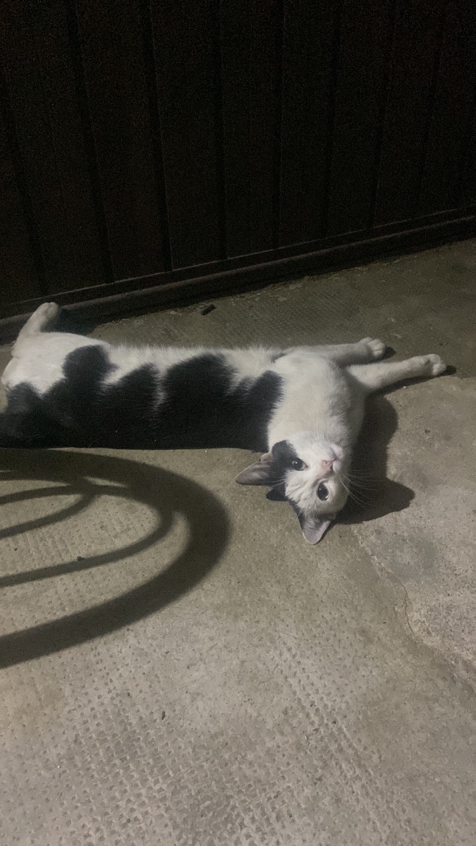 Gatto
