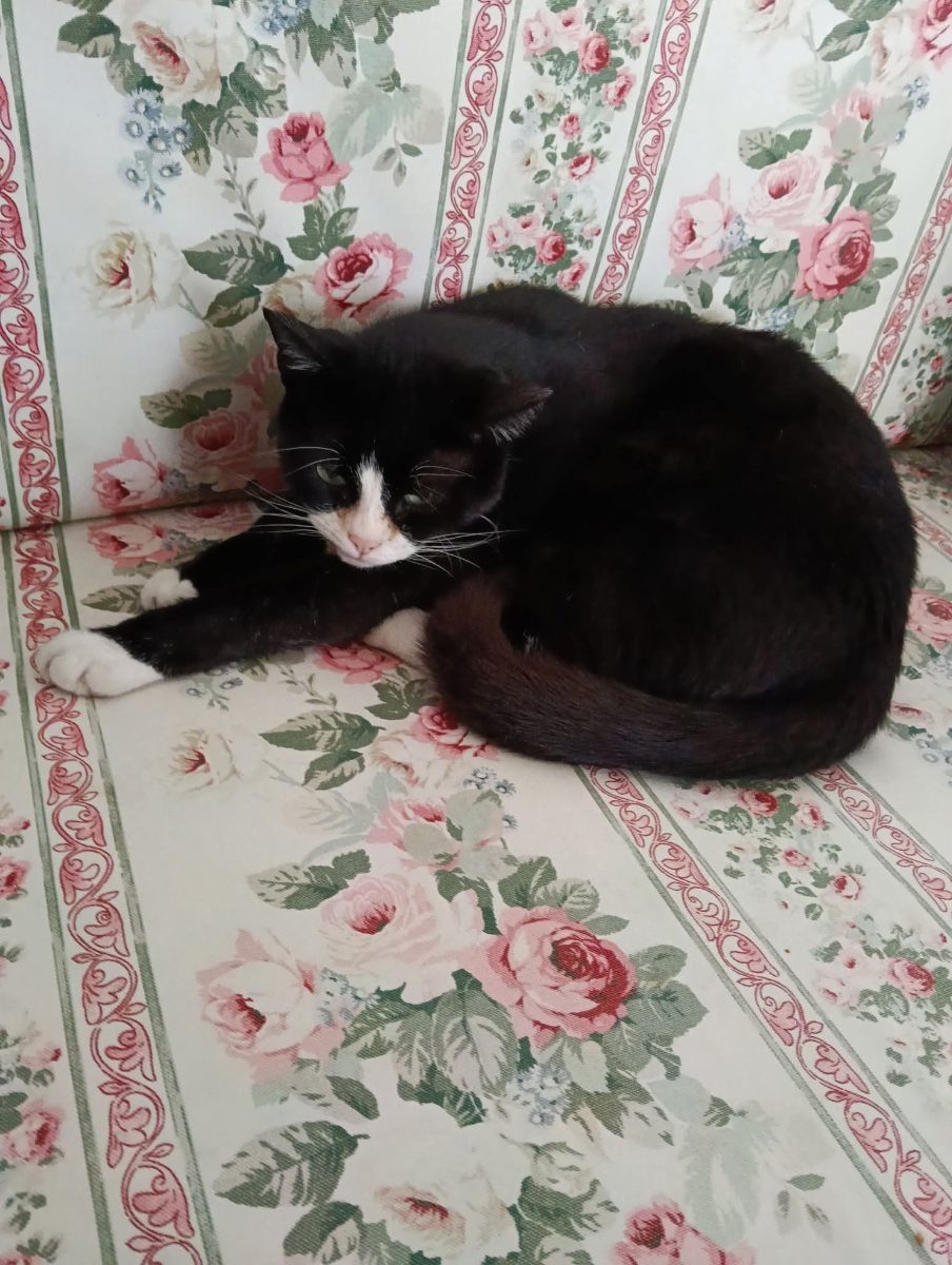 Felix