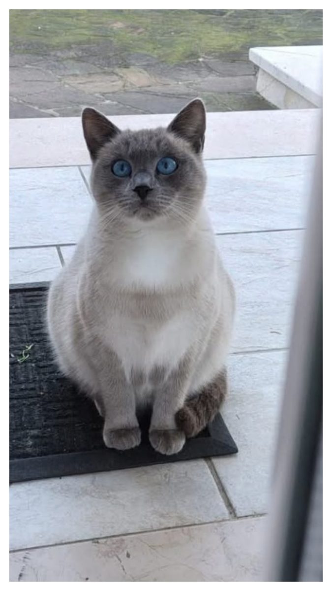 Elsa