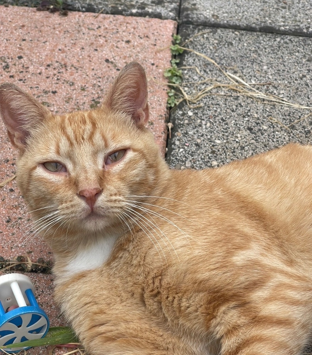 Simba