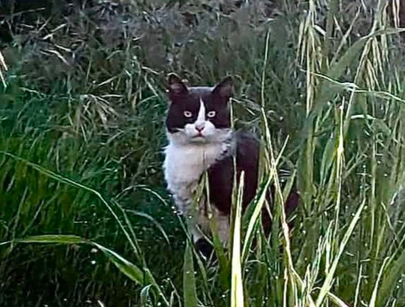 Gatto