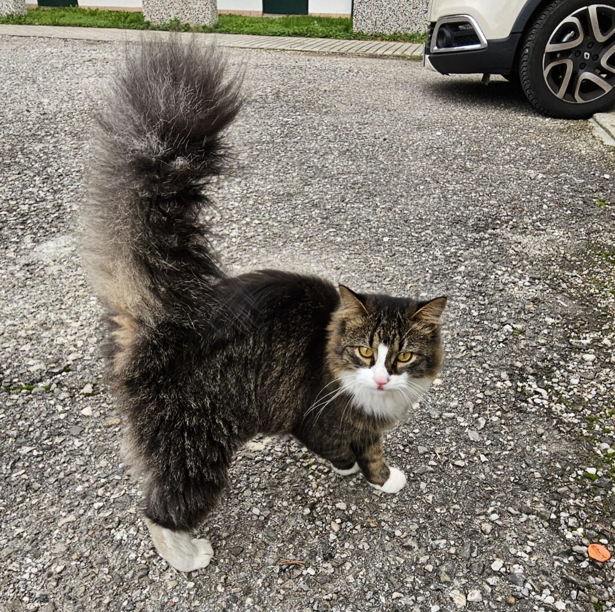 Gino