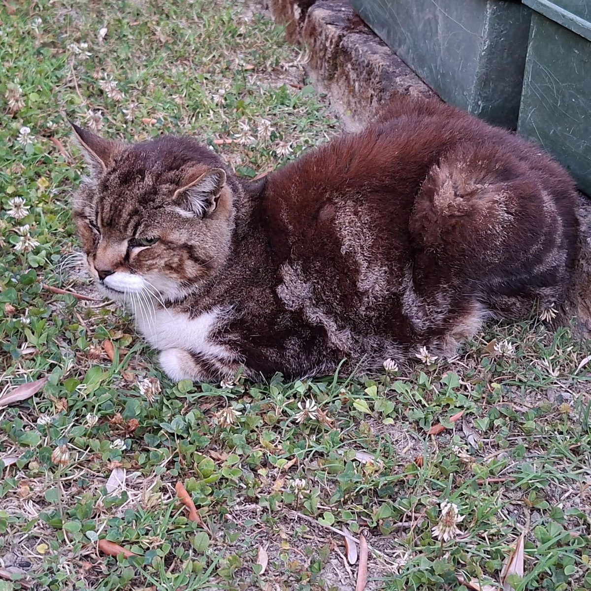 Gatto