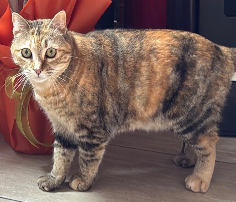 Malìa