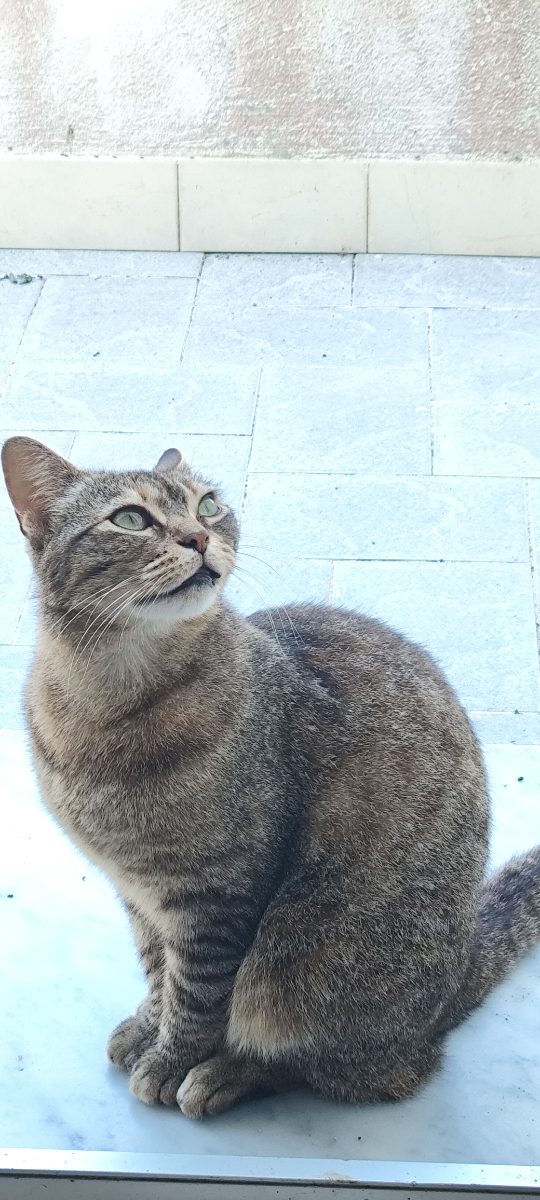 Gatto