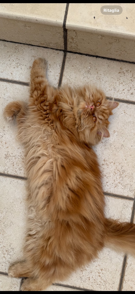 Romeo