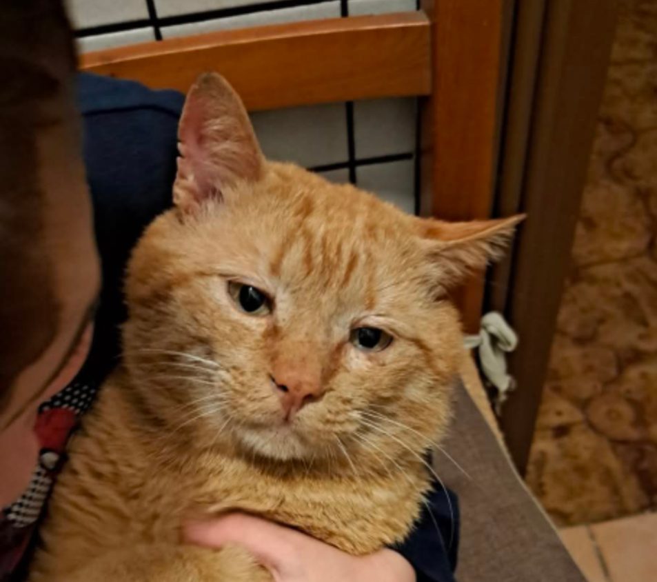 Pancino