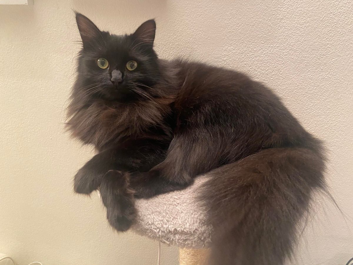 Simba