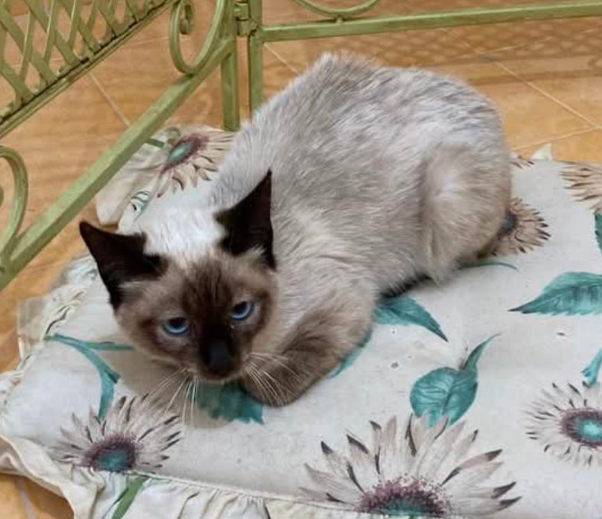 Gatto