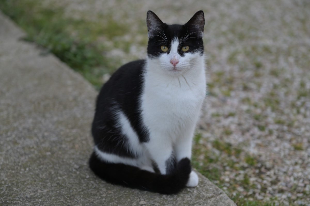Gatto