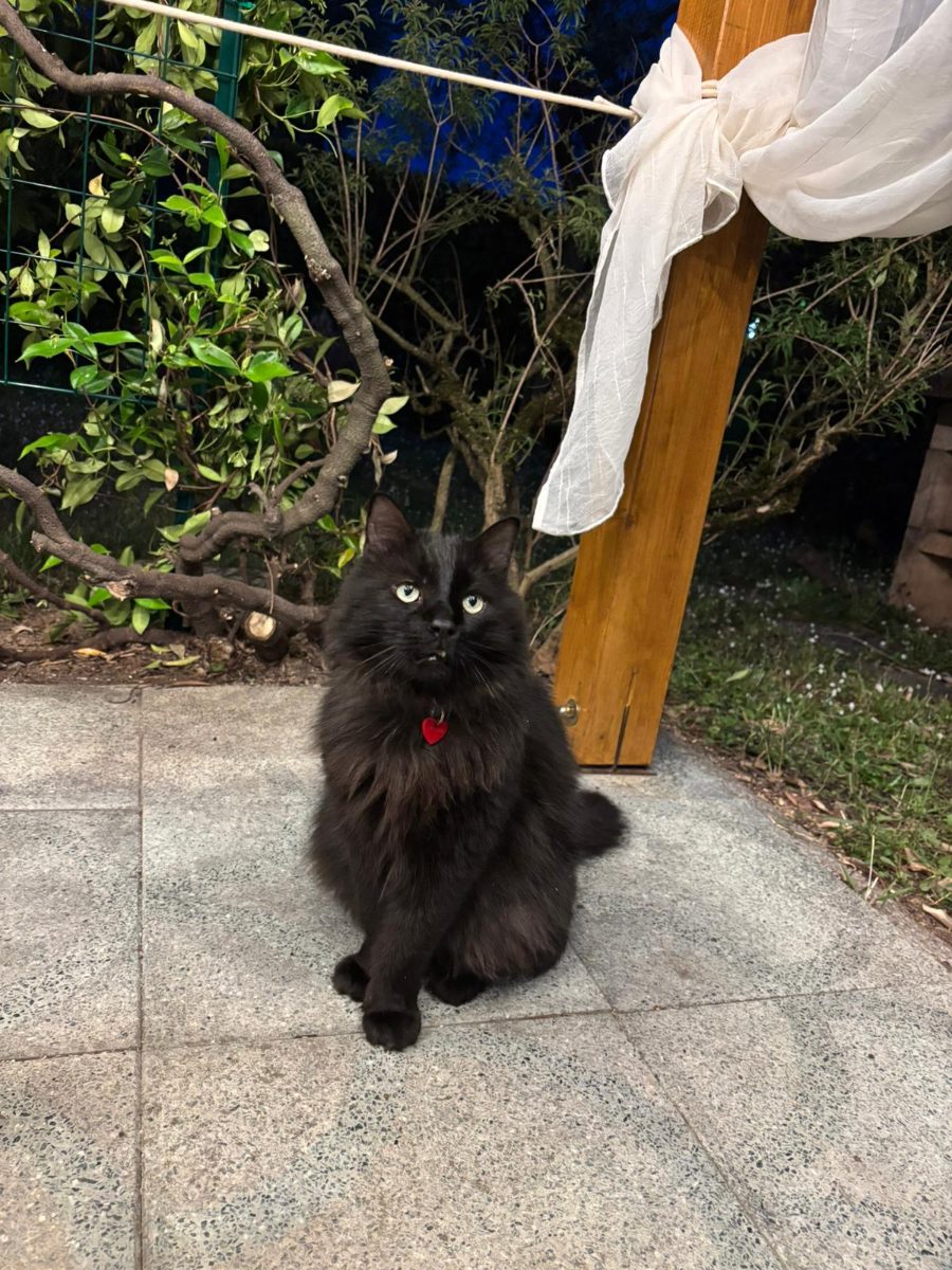 Archie
