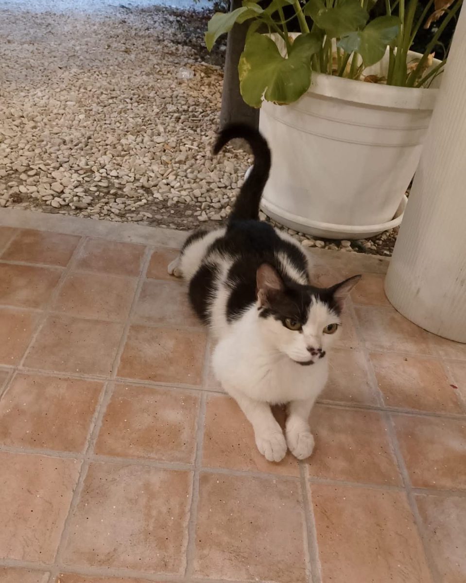 Gatto