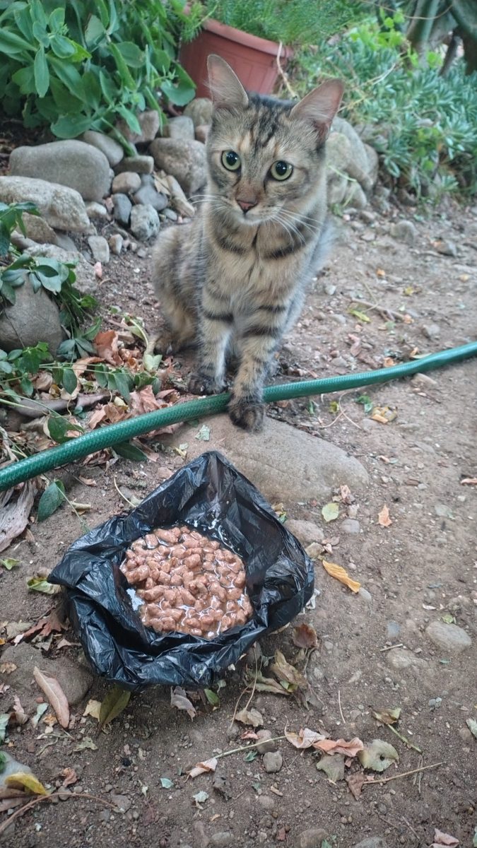 Gatto