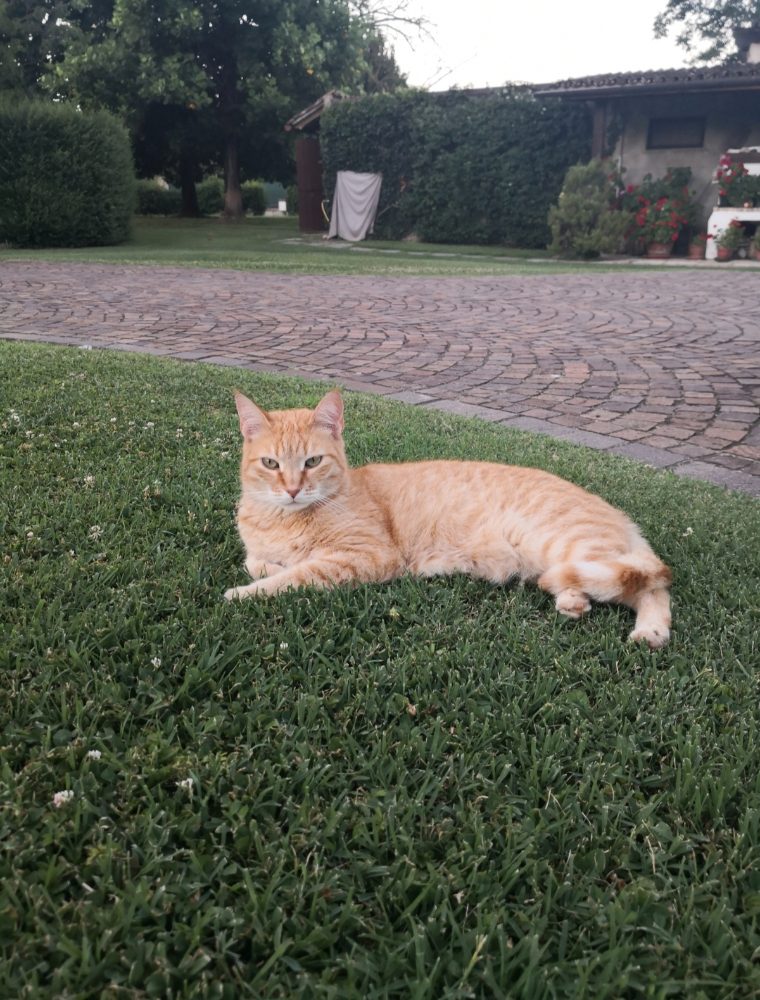 Mimì