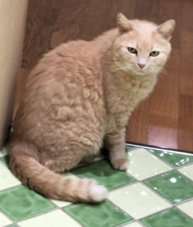 Gatto