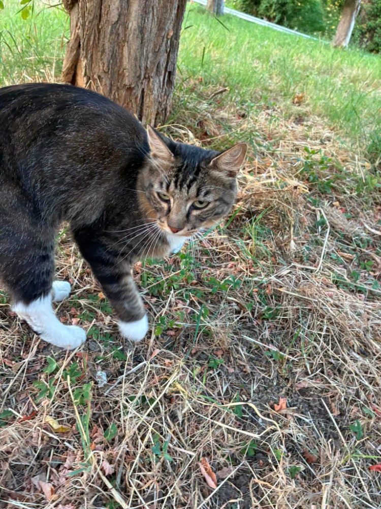 Gatto