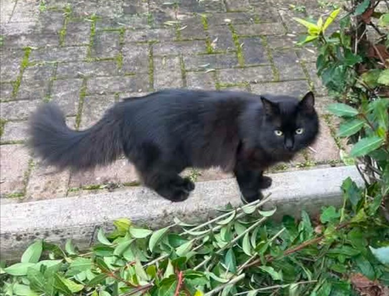 Gatto