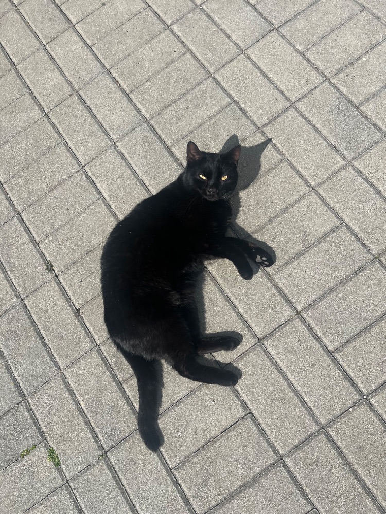 Marvin