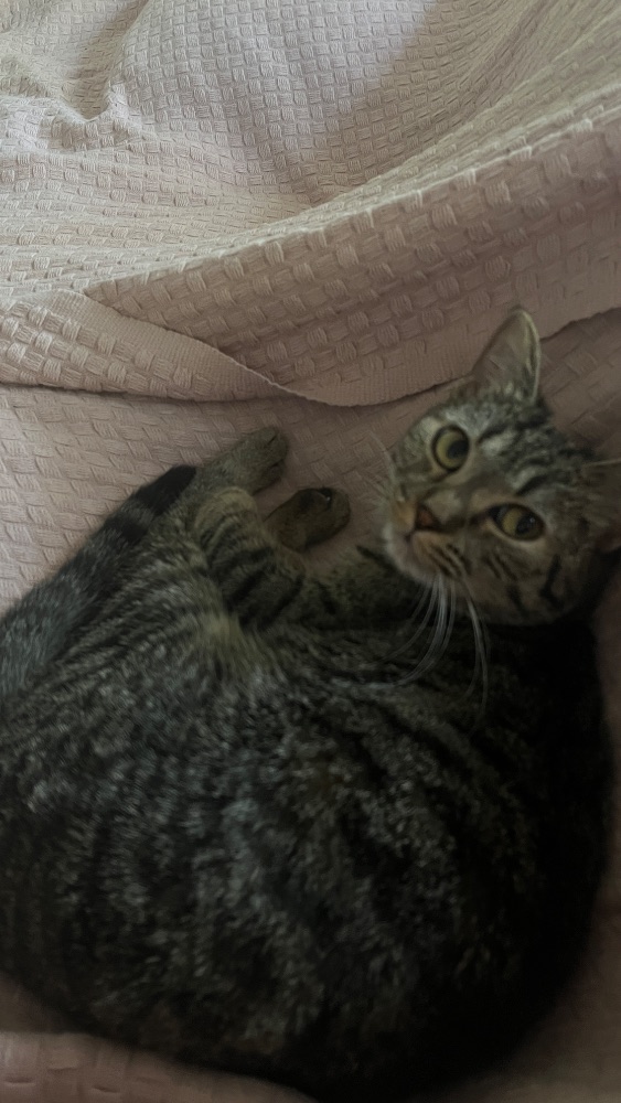 Gatto tigrato magro di 2 anni