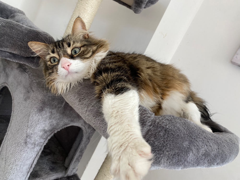 Ciccio