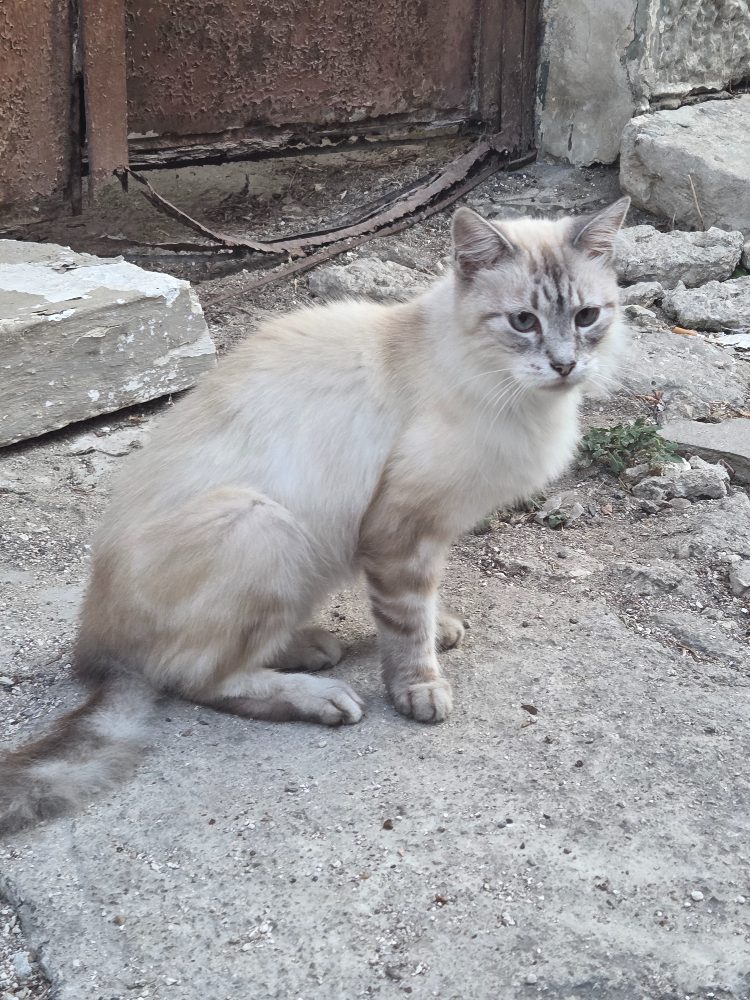 Gatto