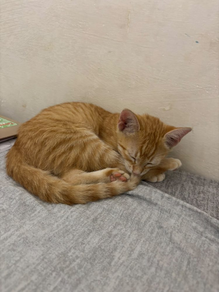 Simba