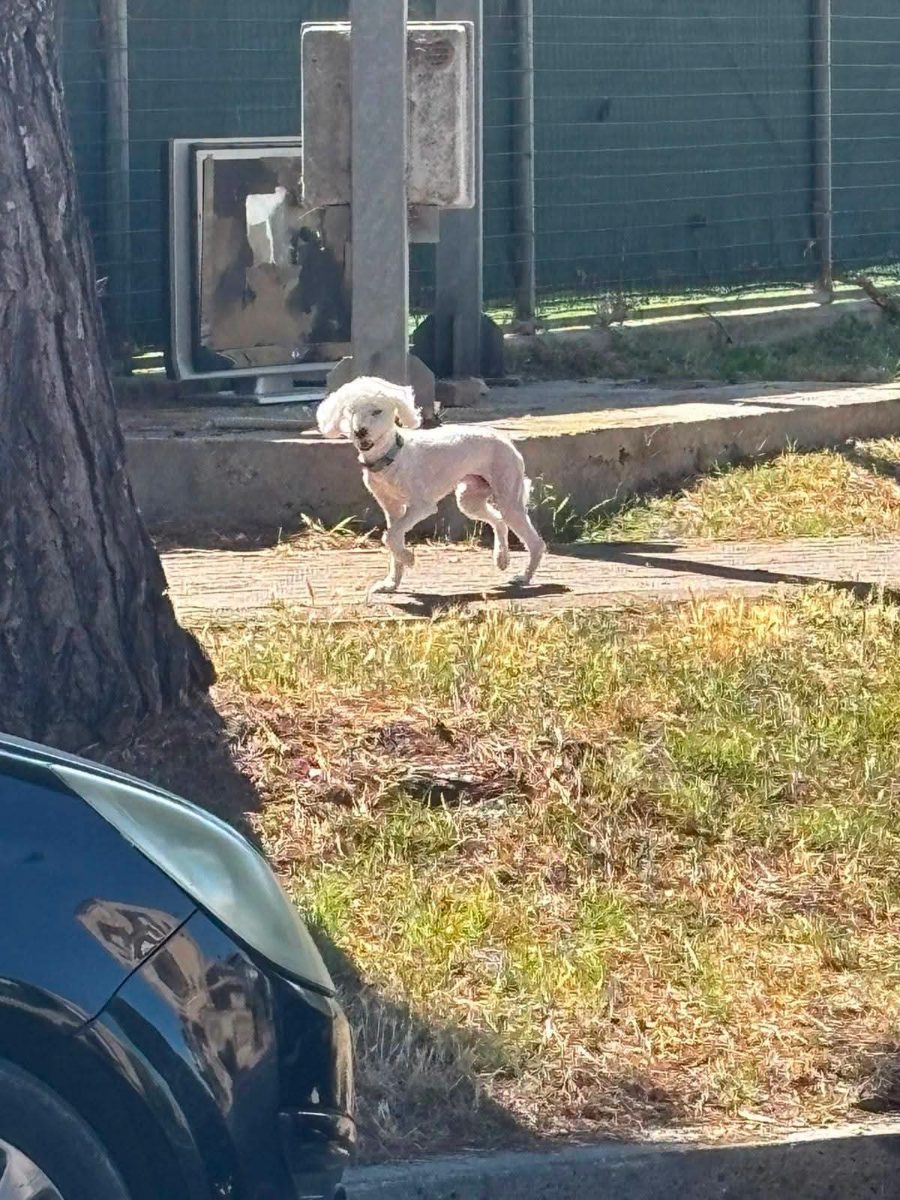 Cane