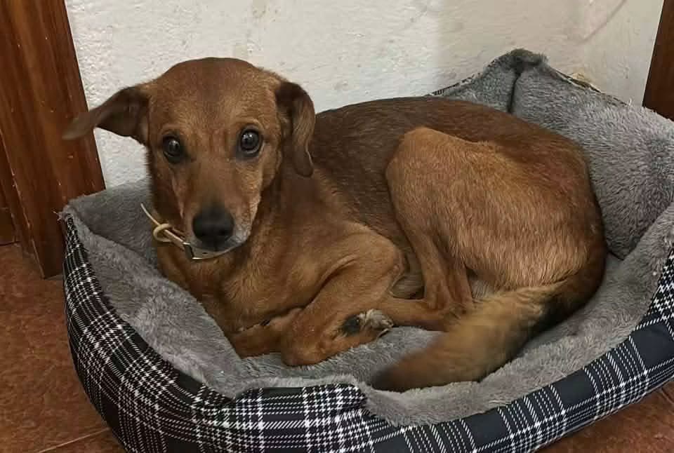 Pongo